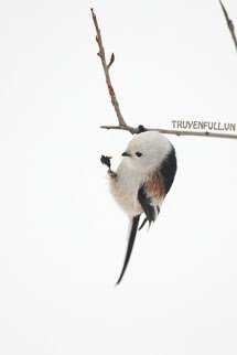 Truyện Ái Tình Khó Buông