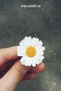 Truyện Cúc Họa Mi Và Mùa Hạ