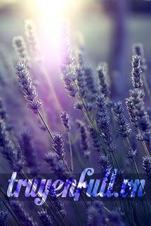 Truyện Hoa Oải Hương