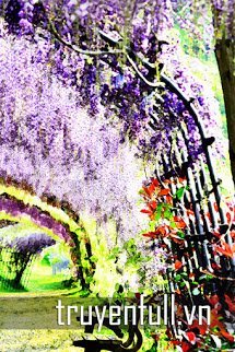 Truyện Hoa Tử Đằng Nở Đầy Trên Hàng Rào