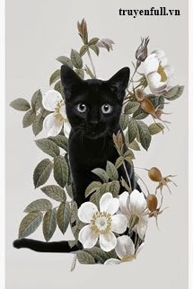 Truyện Mèo