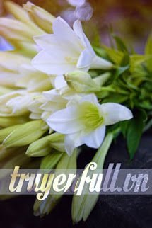 Truyện Mùa Hoa Loa Kèn Nở Rực Rỡ