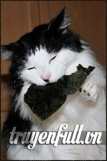 Truyện Rong Biển Bị Mèo Ăn