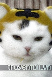 Truyện Ta Là Mèo Con Không Phải Hổ
