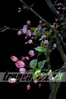 Truyện Thập Thế Đợi Quân An